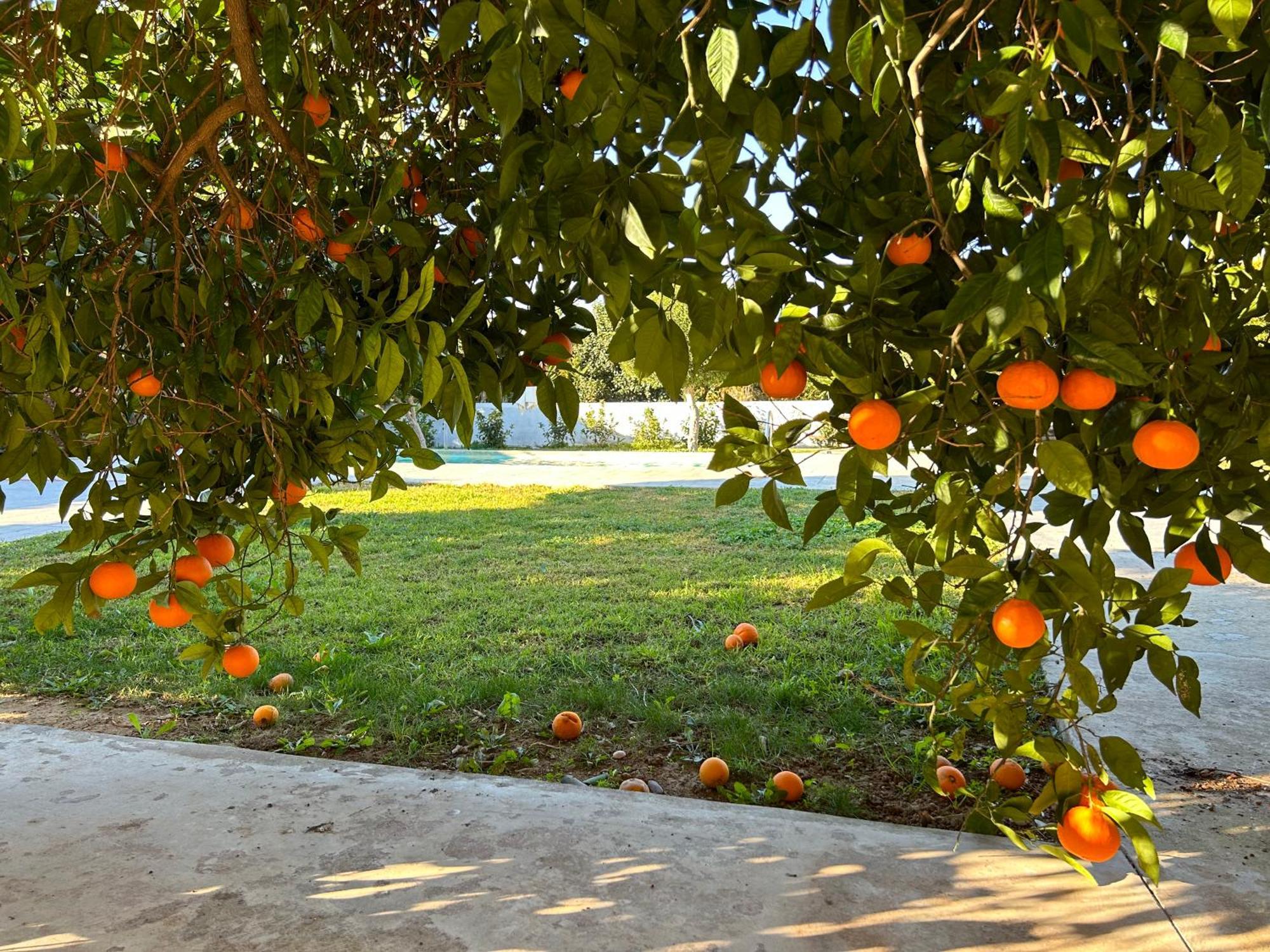 The Orange Garden Apartman Návplio Kültér fotó